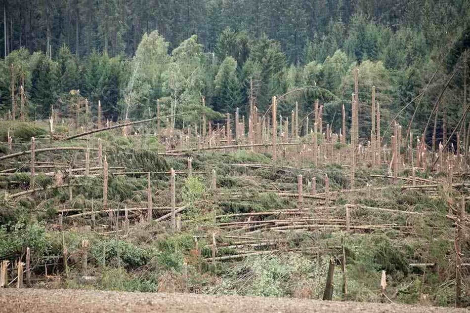 Waldschäden bei Zwönitz im Erzgebirge: Dürre, Stürme und Schädlinge haben den Wäldern ungemein zugesetzt.
