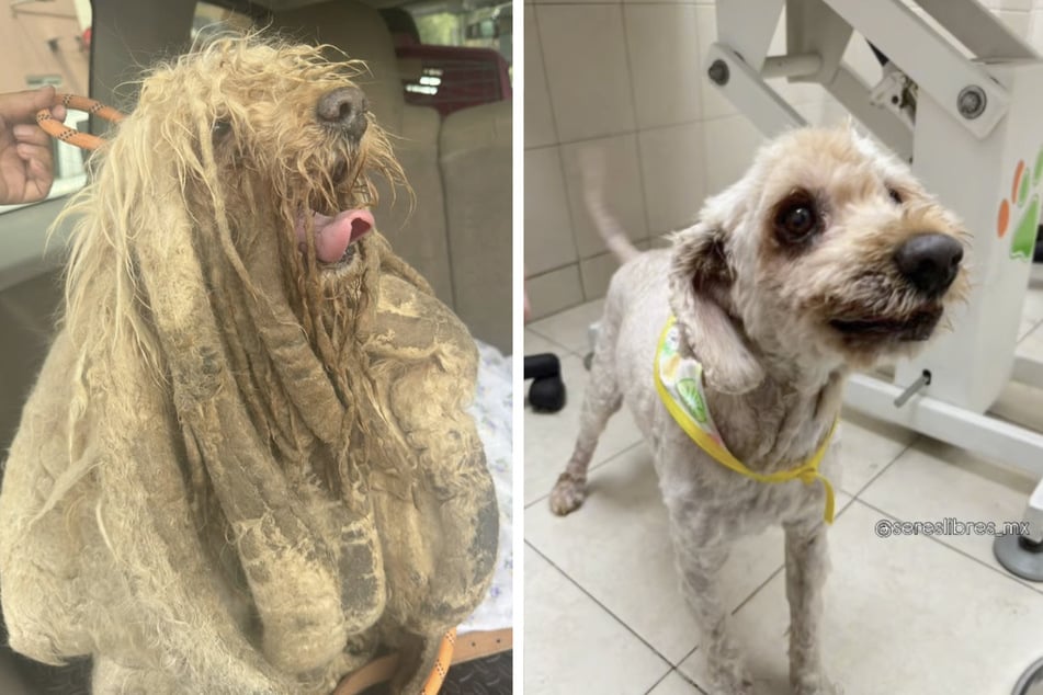 Vorher war er kaum noch ein echter Hund, hinterher der süße Soñador.