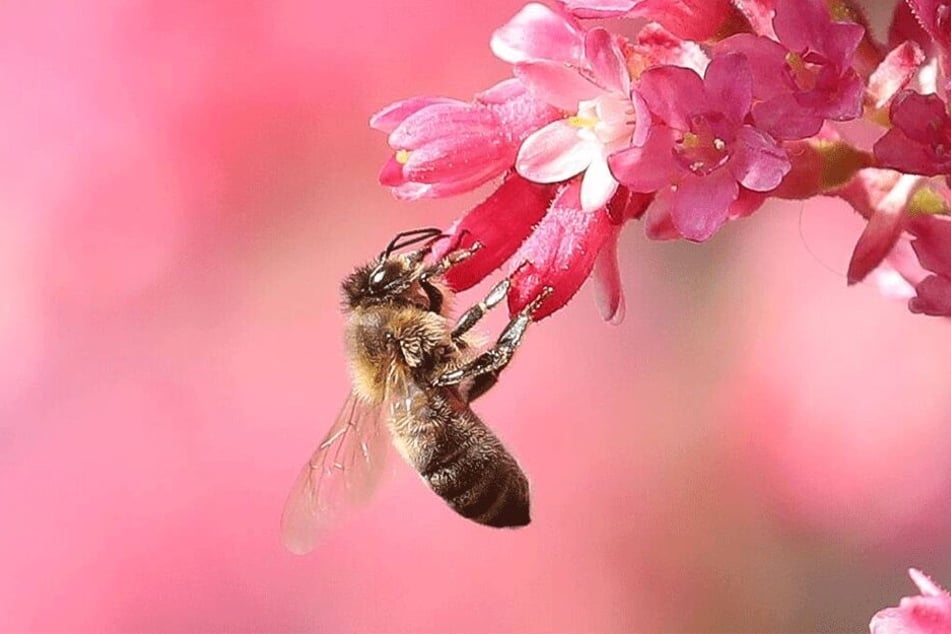 Jeder mit Blumen bepflanzte Balkon hilft Bienen.