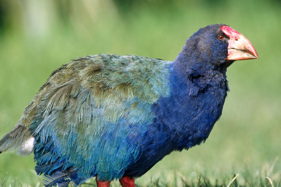 The New Zealand government recently released 18 Takahē, a prehistoric bird that was once thought to be extinct, back into the wild.