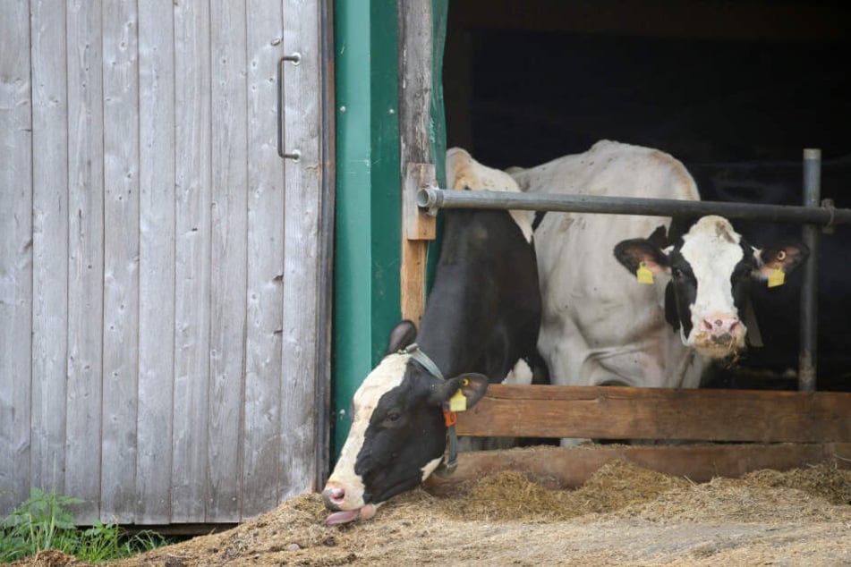 Kühe stehen in einem landwirtschaftlichen Großbetrieb in einem Stall. Die Staatsanwaltschaft ermittelt gegen den Betreiber des Hofes wegen Tierquälerei. (Archiv)