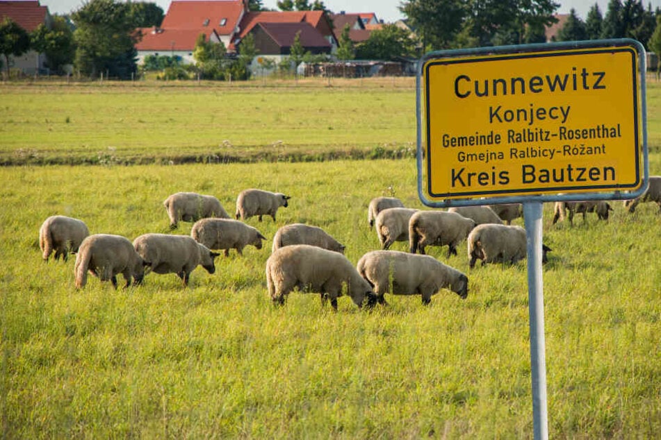 In Cunnewitz verlor ein Schäfer in diesem Monat an die 30 Tiere. Getötet wohl
vom Rosenthaler Rudel.