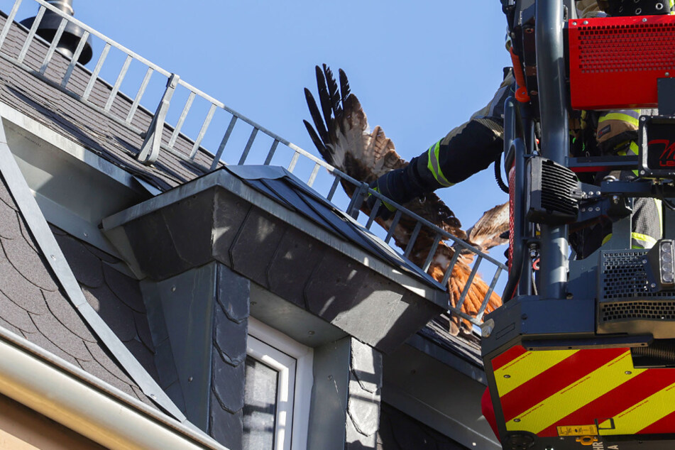 Ungewöhnlicher Einsatz: Feuerwehr befreit Greifvogel von Hausdach