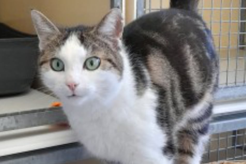 Kater Karle ist sehr abenteuerlustig und erkundet auch mal gern fremde Wohnungen.