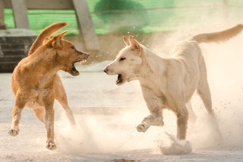 Die Straßenhunde töteten das Kind (†7) (Symbolbild).