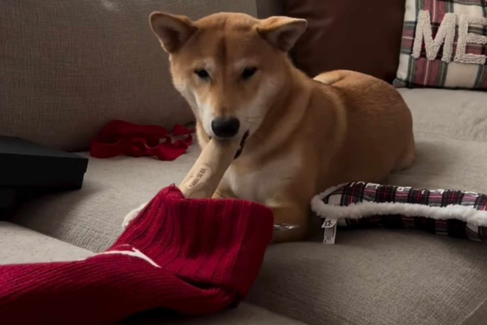 Für Yote gab es in diesem Jahr sein erstes Weihnachten.