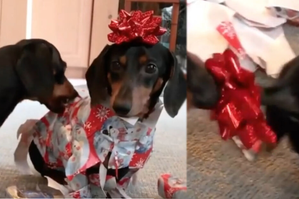 Crusoe packte seinen Kumpel mit Leidenschaft wieder aus.