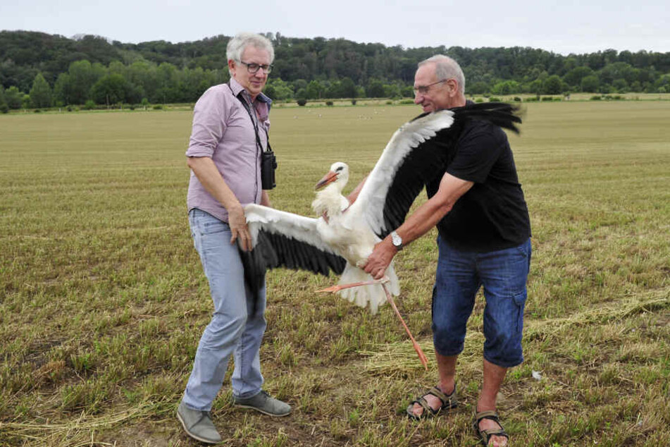 Die Ornitologen Jens Hering (53, l.) und Dieter Kronbach (71) brachten den Limbacher Storch zu seinen neuen Artgenossen nach Rochlitz.
