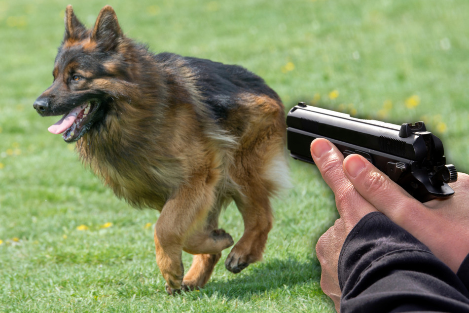 Schäferhund aggressiv und ohne Halter unterwegs: Polizist schießt auf das Tier!