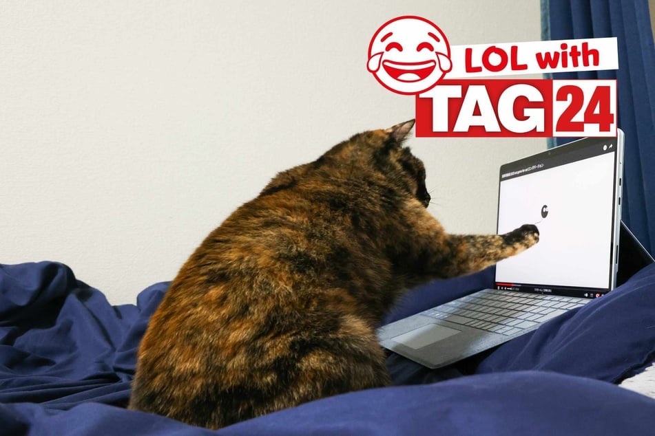 Joke of the Day for July 5, 2025: The best cat jokes for Caturday
