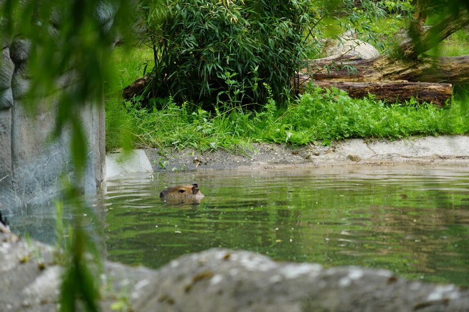 Wasserschwein Ramon beim ersten Badegang: Der Teich ist größer und mit einer Tiefe von 1.80 Metern auch tiefer als der im alten Gehege.