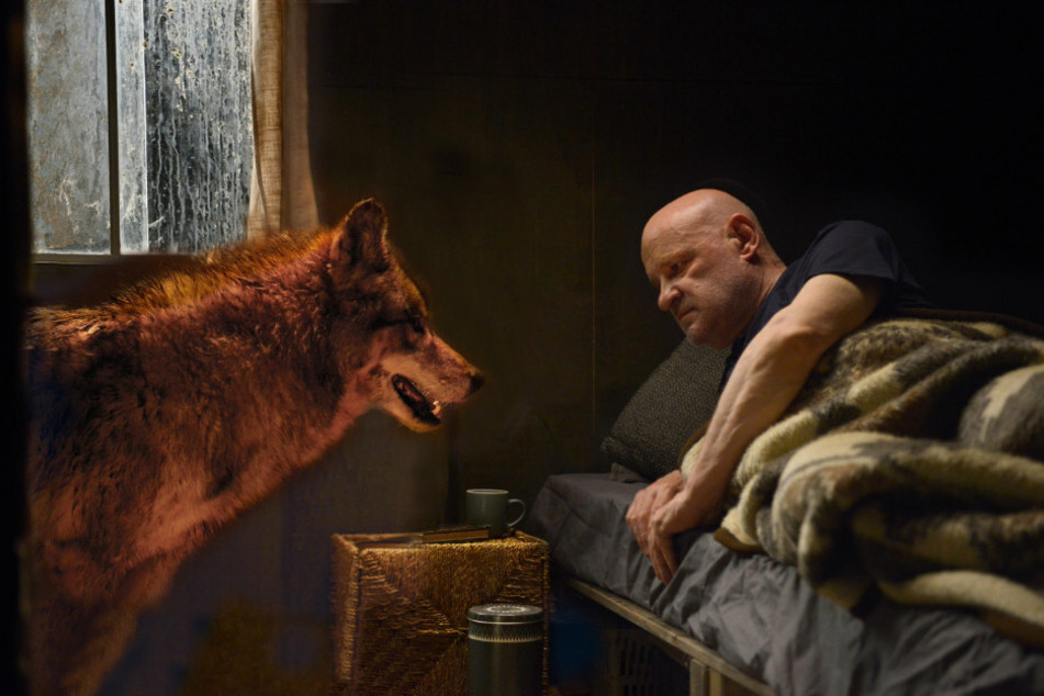 Kommissar Krüger (Christian Redl) und der Wolf in einer Szene des "Spreewaldkrimi - Zeit der Wölfe" (undatierte Aufnahme).