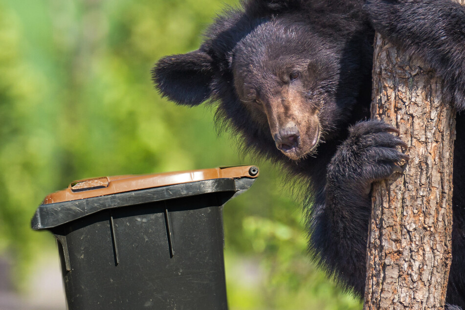 Black bear cub caught on camera trying to be neighborly by taking out the trash!