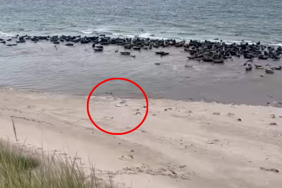 This dog walker spotted a white dot on the beach. It turned out to be a baby seal in need of help.