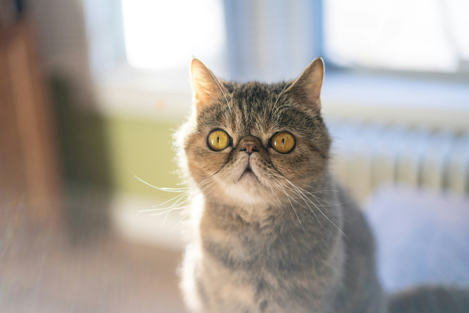 Few cats are as interesting, pretty, and cute as the exotic shorthair.