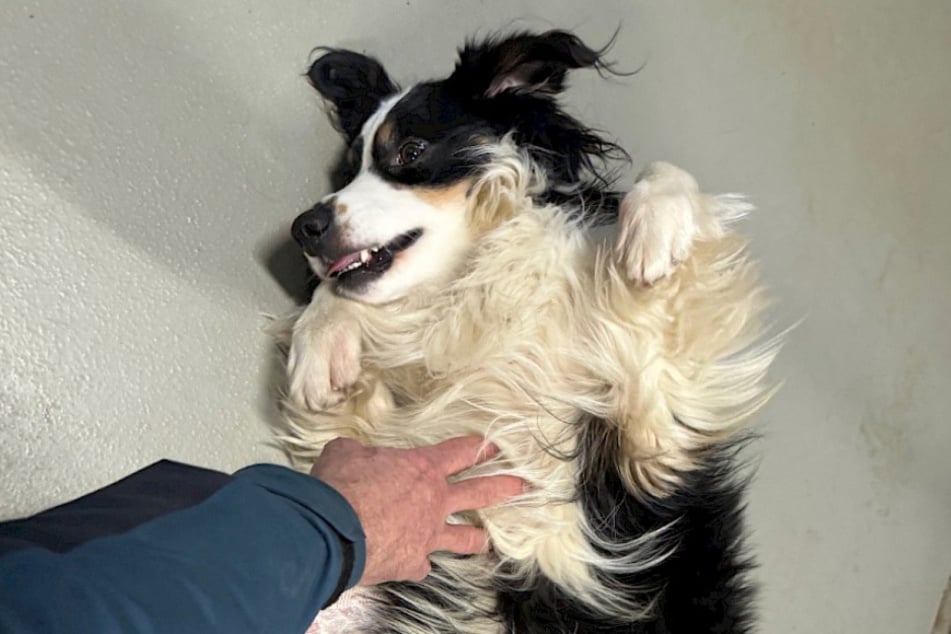 Der Hund braucht ein Weilchen, bis er Vertrauen zum Menschen fasst - hat man sein Herz aber erobert, zeigt er seine menschenbezogene und loyale Seite.