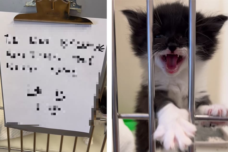 Armes Kätzchen miaut herzzerreißend: Doch der Zettel an ihrem Käfig knallhart