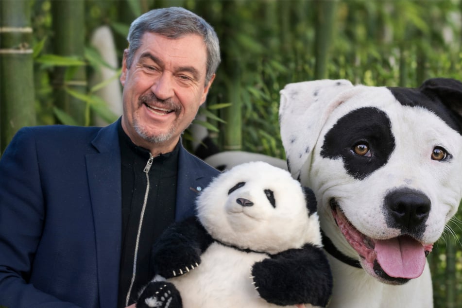"Panda" im Tierheim geht leer aus: Harsche Kritik an Söder-Projekt
