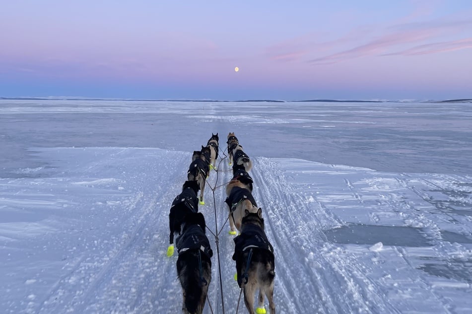 Sass started the race with a team of 14 dogs and finished with 11. He sent three dogs home – two because they couldn't keep up and took his attention away from the team, and one because she had a sore wrist at the White Mountain checkpoint.