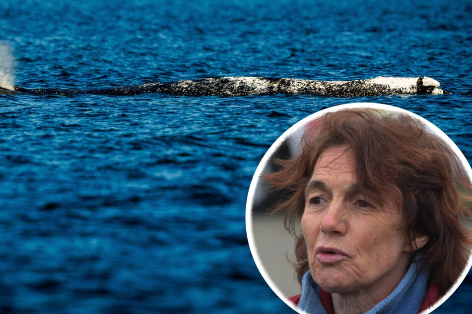 Bangen um Buckelwal "Timmy" und Retterin: Tierärztin offenbar aus Koma erwacht