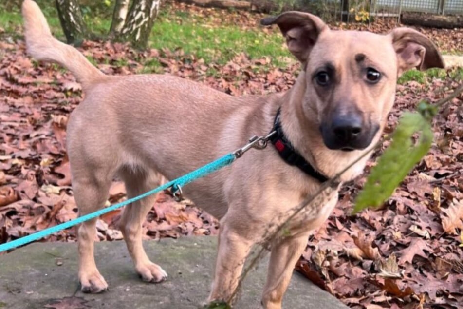 Die Mischlingshündin sucht ein liebevolles Zuhause bei erfahrenen Hundehaltern.