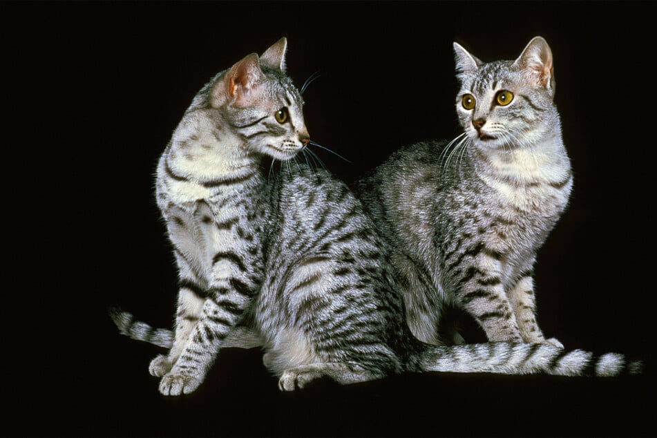 The Egyptian mau is a beautiful and incredibly one-of-a-kind cat breed.