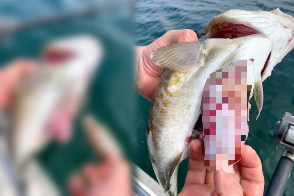 Ostsee-Angler reagiert schockiert, als er seinen Fang genauer betrachtet