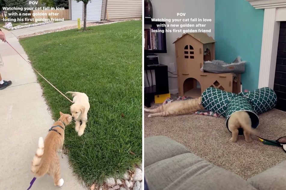The family tried to help the cat by getting a new friend for him, another golden named Sunny – but it took some time for Fred to warm up to the puppy's high energy!