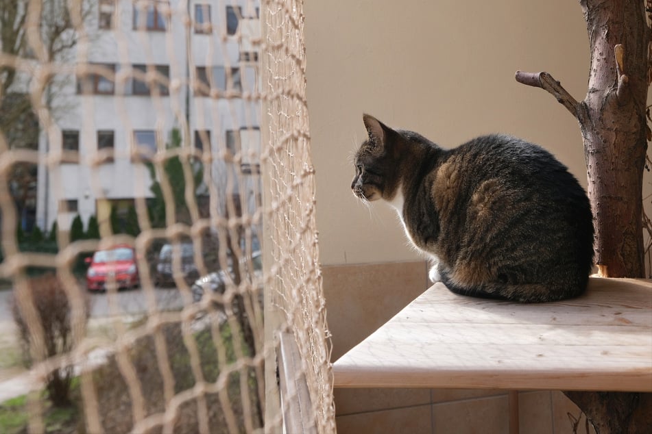 Für seinen Schützling sucht das Tierheim ein Zuhause in Wohnungshaltung mit gesichertem Balkon. (Symbolfoto)