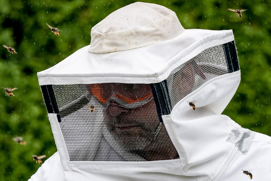 Dass ihr Nest entfernt wird, finden die Asiatischen Hornissen nicht witzig und umschwirren den Insektenkundler angriffslustig.