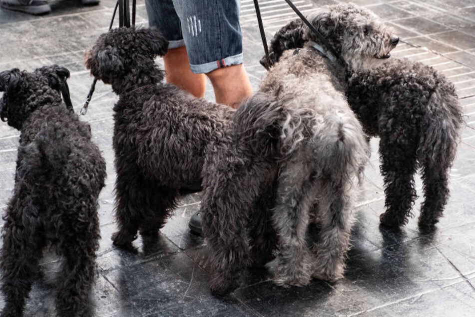 Ein Mann führt seine vier Hunde Gassi.