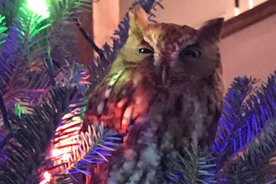 Merry Christmas: Die Eule sorgte im rechten Licht für Weihnachtsfeeling.