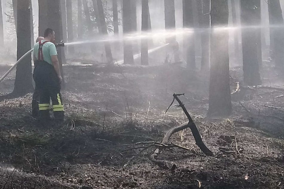 Feuerwehrleute löschen einen Waldbrand in einem Waldstück zwischen Kremmen und Nauen.