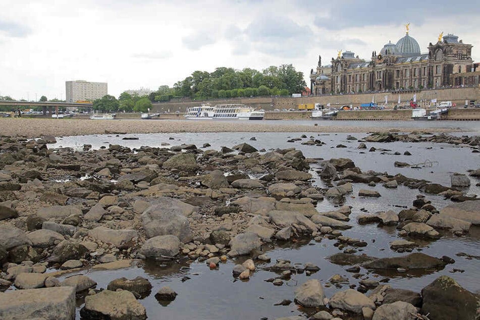 Das Niedrigwasser der Elbe in Dresden. Der Pegel lag gestern bei 78 Zentimetern, ein Teil des Flusses ist aber bereits trocken.