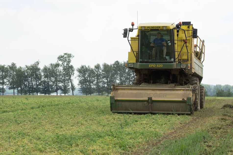 In Lommatzsch stehen die Maschinen für die Erbsenproduktion zur Zeit nicht mehr still.
