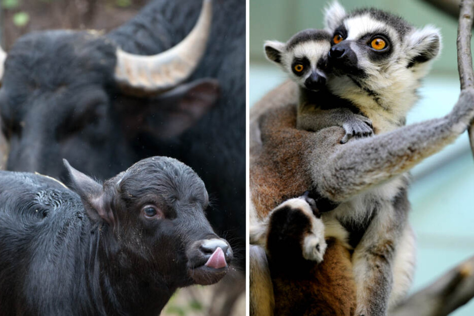 Ein Wasserbüffel-Kalb streckt die Zunge raus (l.) und Katta-Äffchen klettern im Gehege (r.). (Bildmontage)