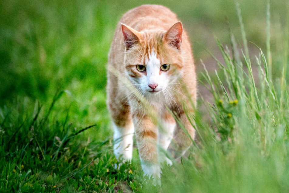 Der Mann ärgerte sich über die Katzen seines Nachbars. (Symbolbild)