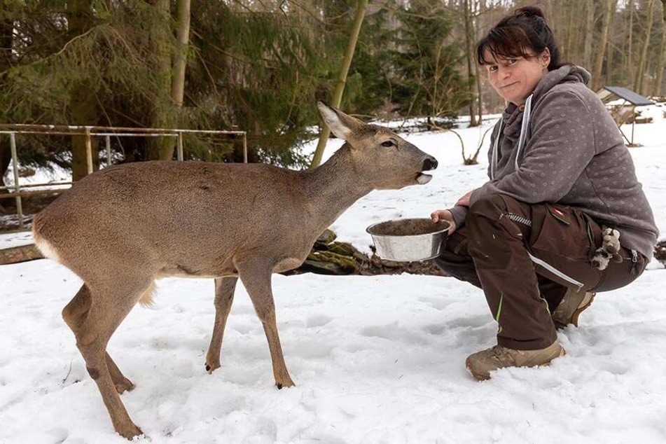 Auch Tierheimleiterin Susann Scheibner (47) hat Rehbock Otto ins Herz geschlossen.