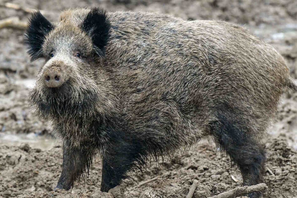Niedlich und gefährlich zugleich: Dieses Wildschwein wurde im Januar 2018 fotografiert.