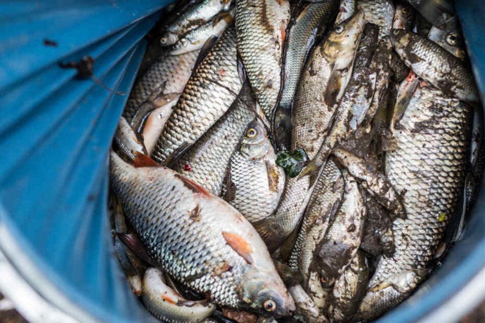 Tote Fische aus dem Fluss Schozach.