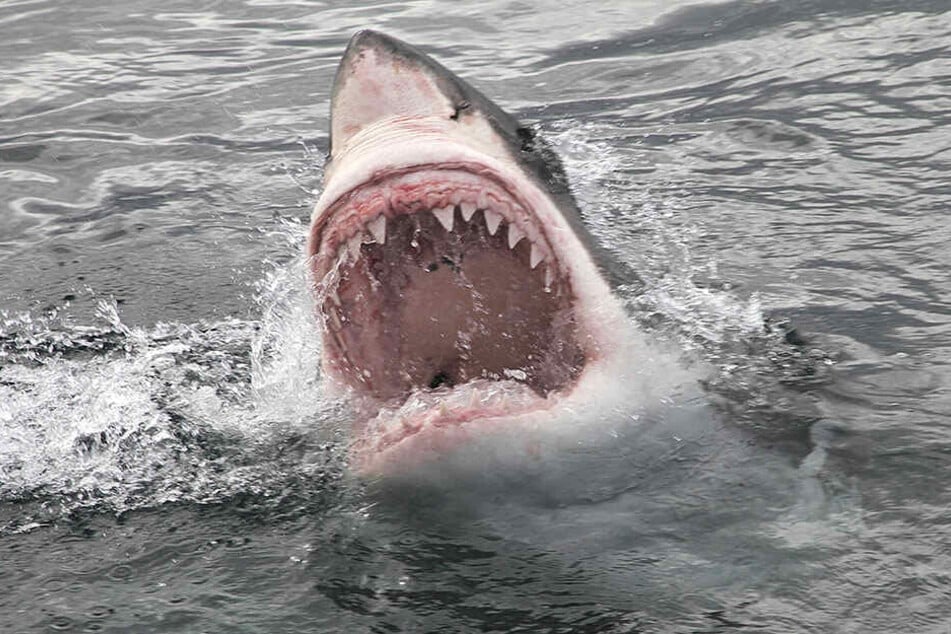 Auf der französischen Insel La Réunion ist es erneut zu einer Hai-Attacke gekommen. (Symbolbild)