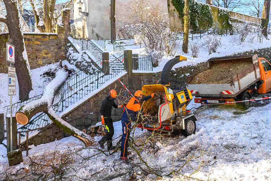 Mitarbeiter der Stadt häckselten die Brucheiche am Schlossberg.