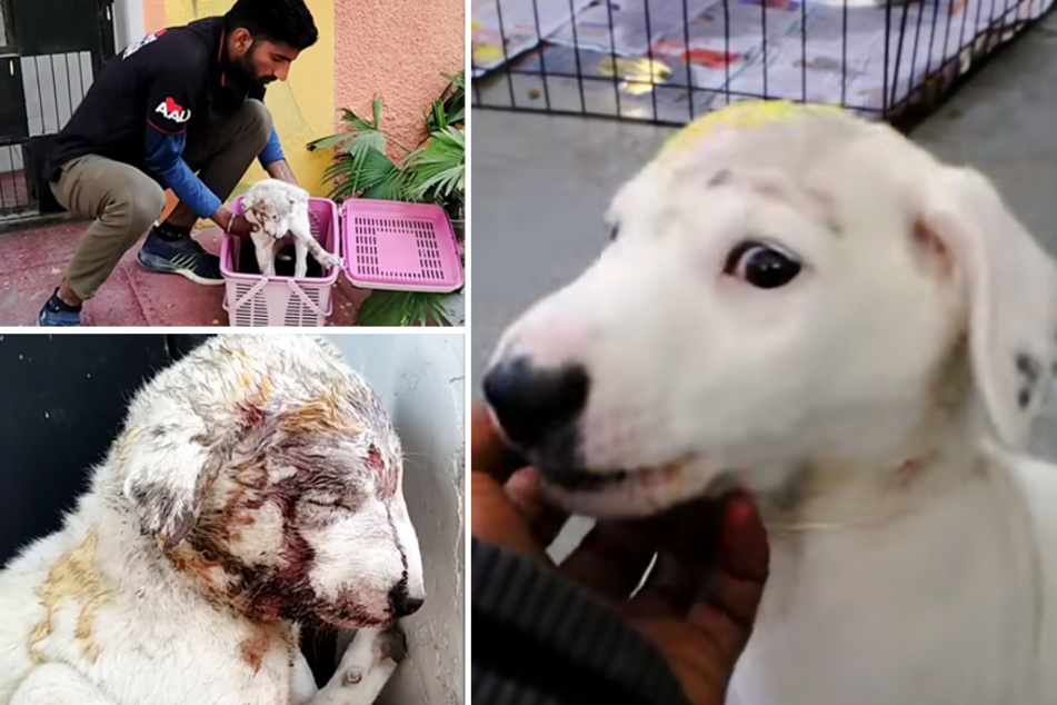 A badly injured puppy was rescued and given the makeover of a lifetime.