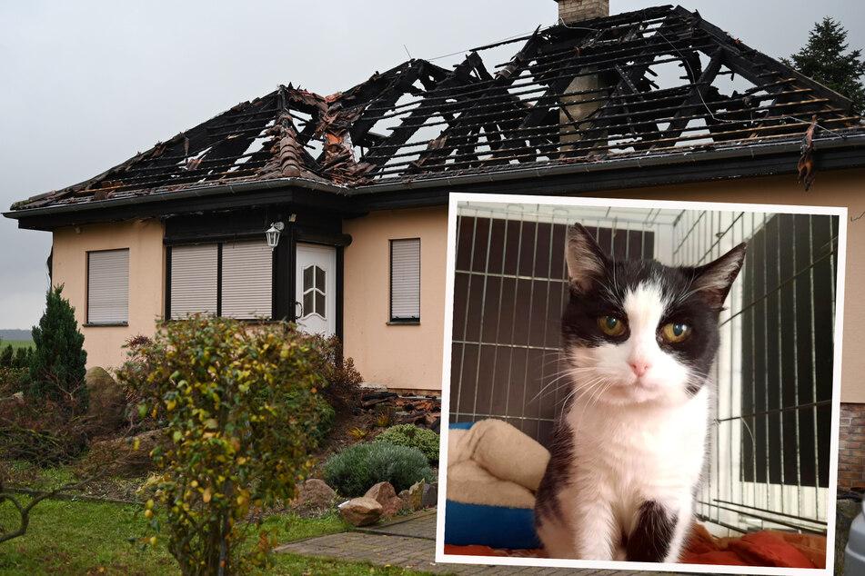 Ihr altes Zuhause ist zerstört: Alte Katze sucht nach Brand in Störmthal neues Heim