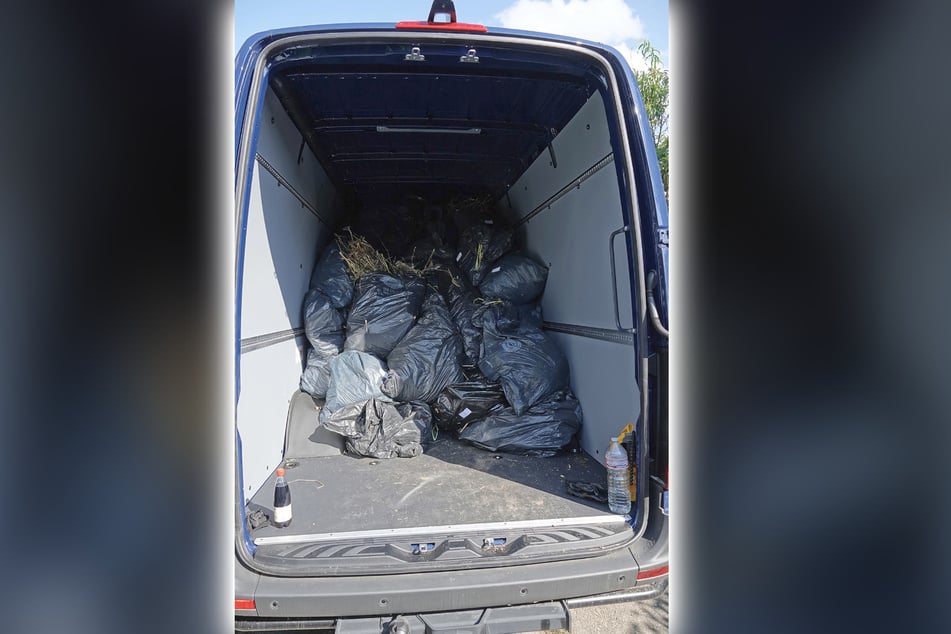 Ein ganzer Lkw wurde randvoll mit den Cannabispflanzen beladen.