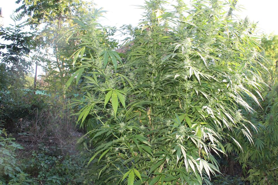 Die Cannabispflanze war sogar außerhalb des Grundstücks sichtbar.