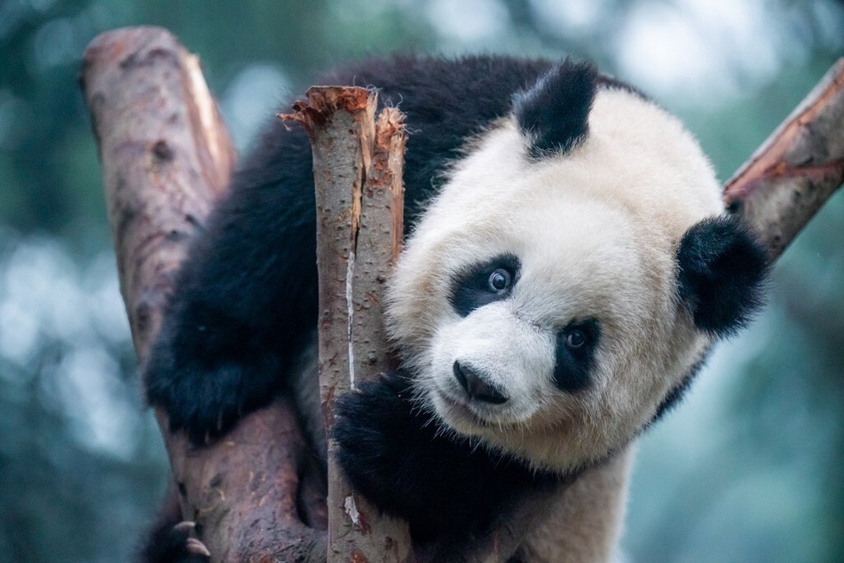 China has described its giant pandas as a "national treasure."