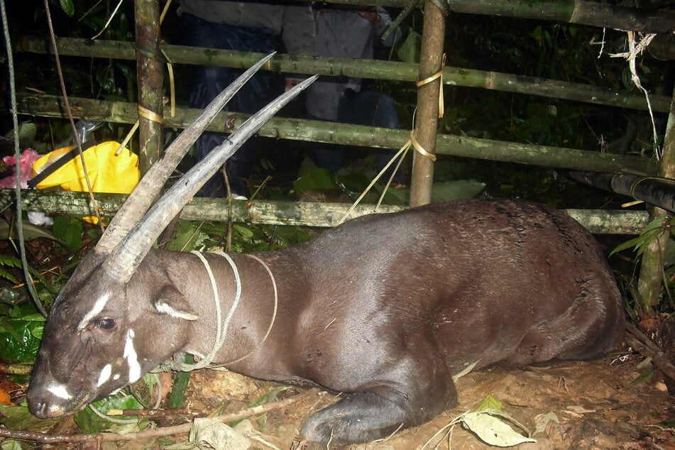 Diese seltene Aufnahme eines in Vietnam gefangenen Saolas stammt aus dem Jahr 2010.