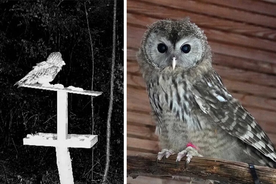 Das Bild links zeigt, dass die Tiere langsam allein klarkommen.