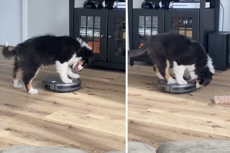 Puppy takes a ruff ride on a Roomba in a hysterical TikTok video